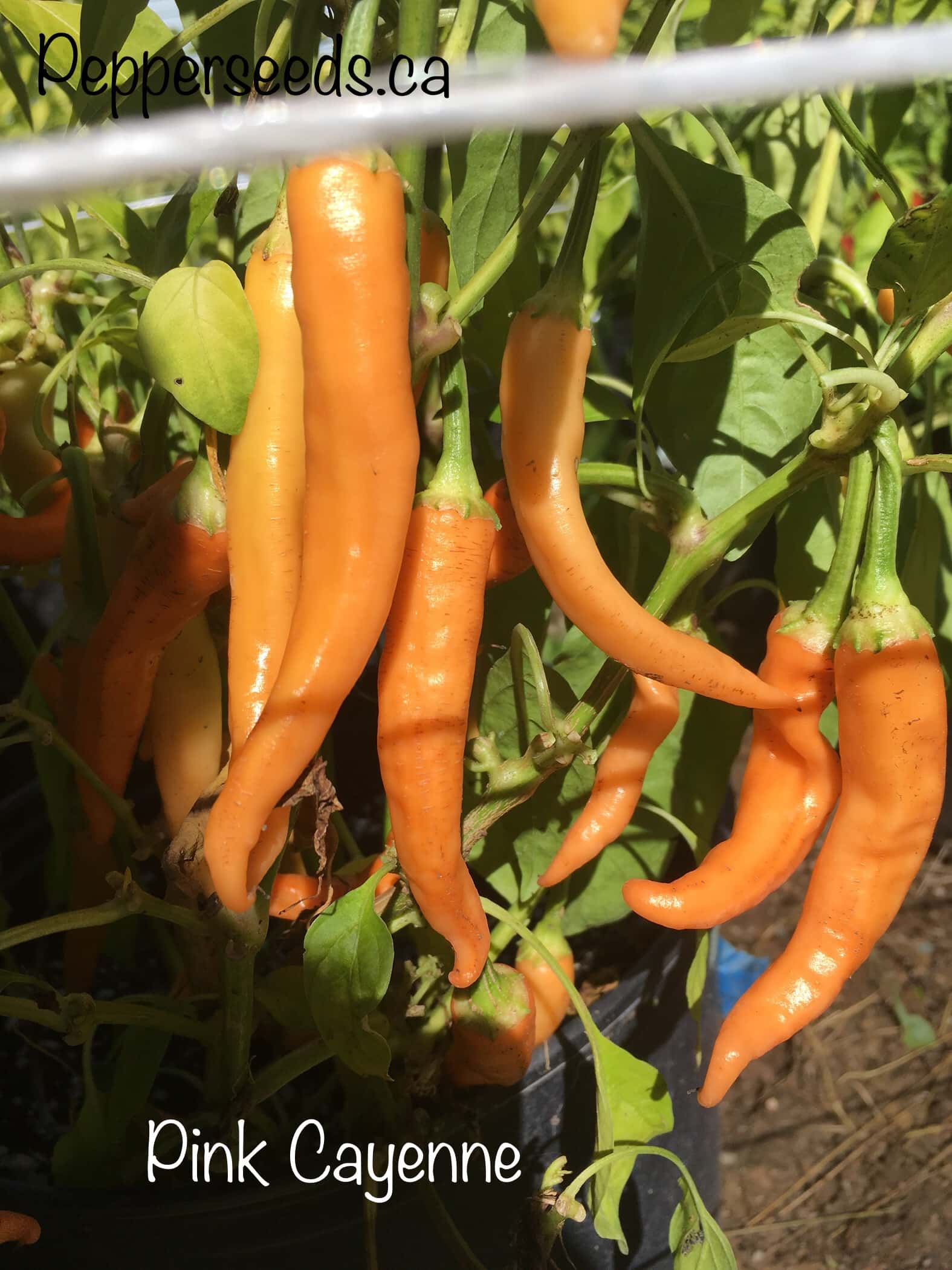 Pink Cayenne