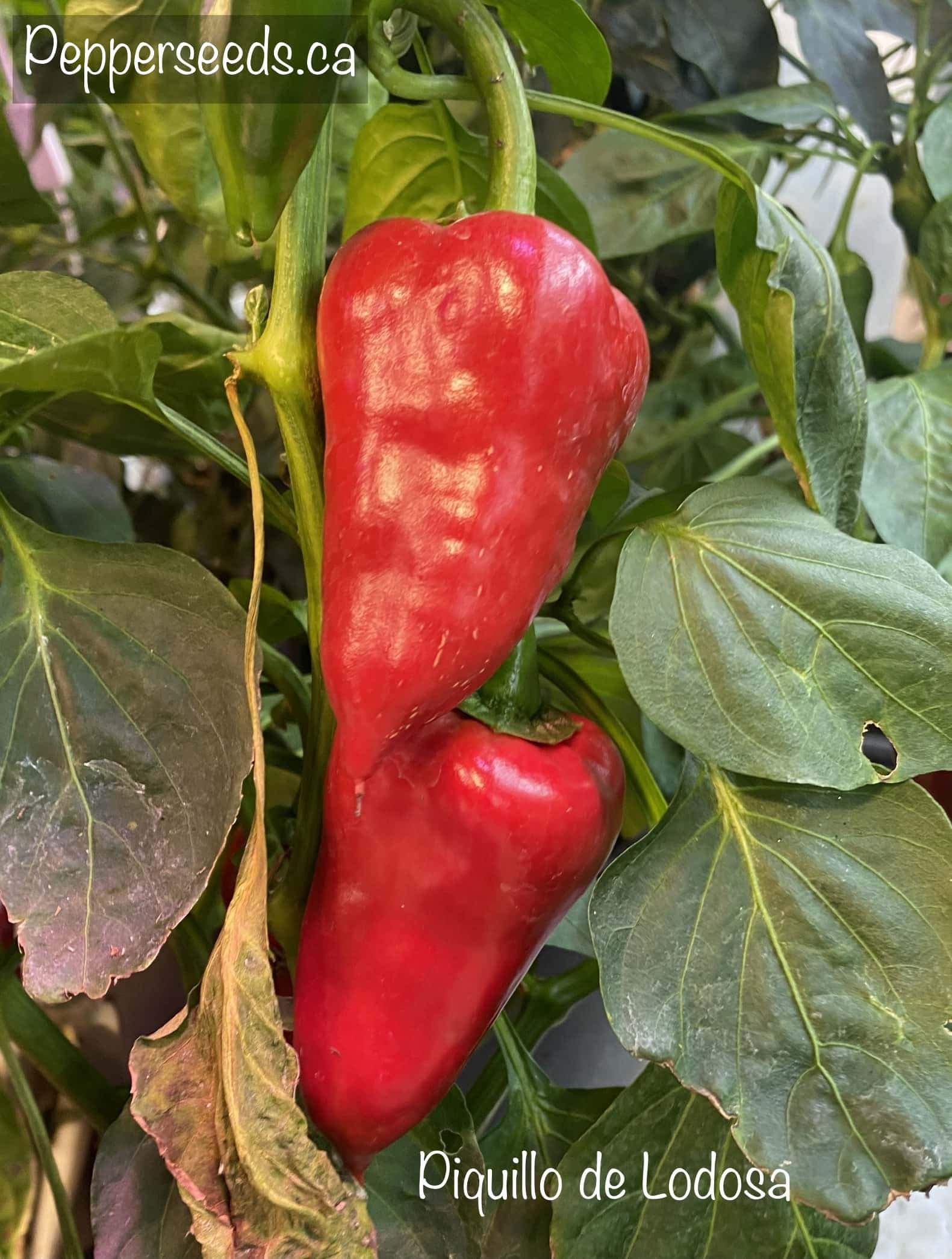 Piquillo de Lodosa