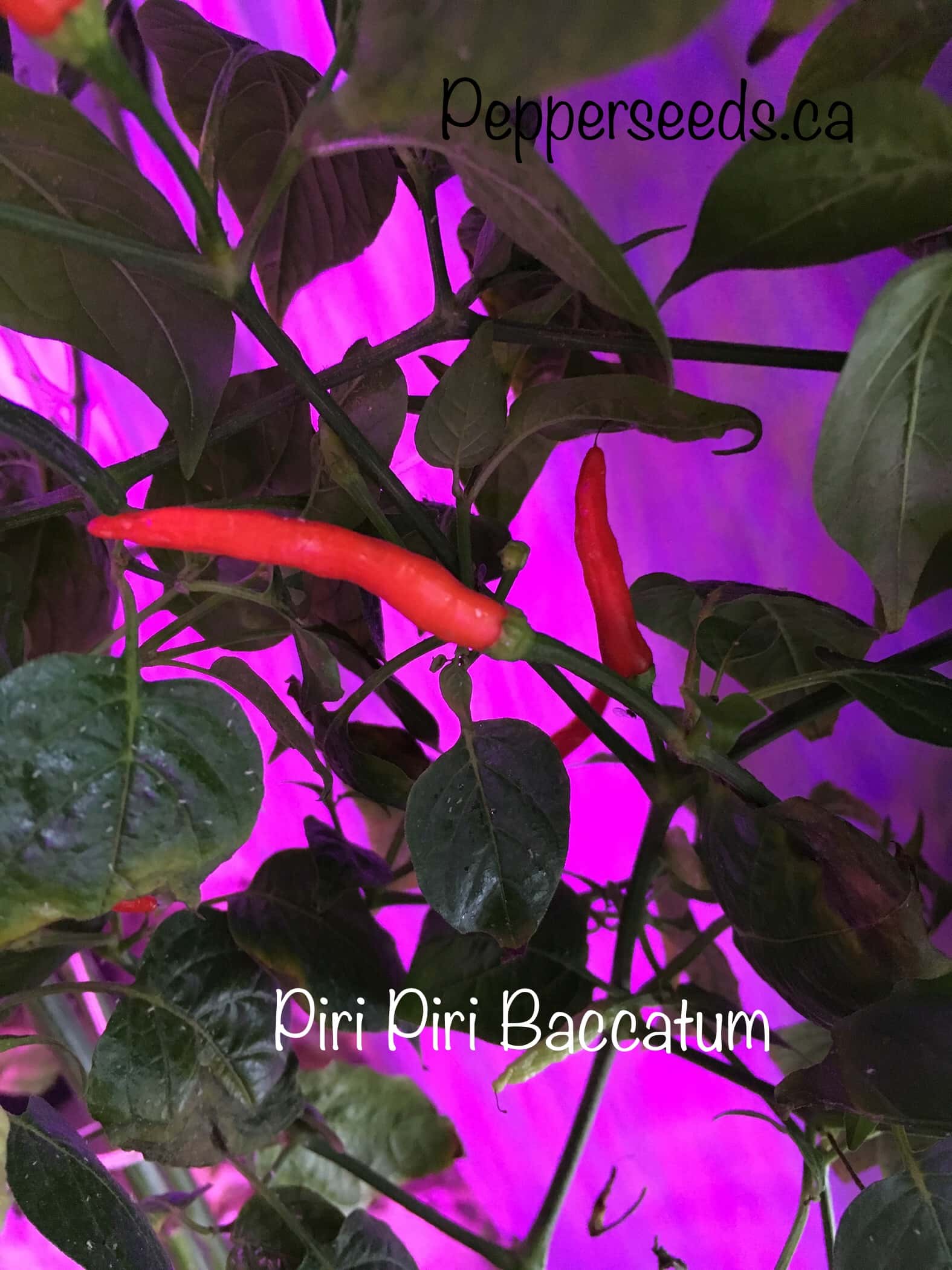 Piri Piri Baccatum