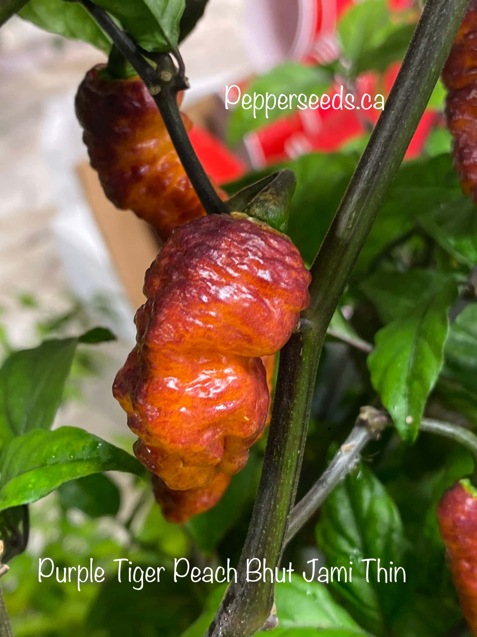 Purple Tiger Peach Bhut Jami Thin