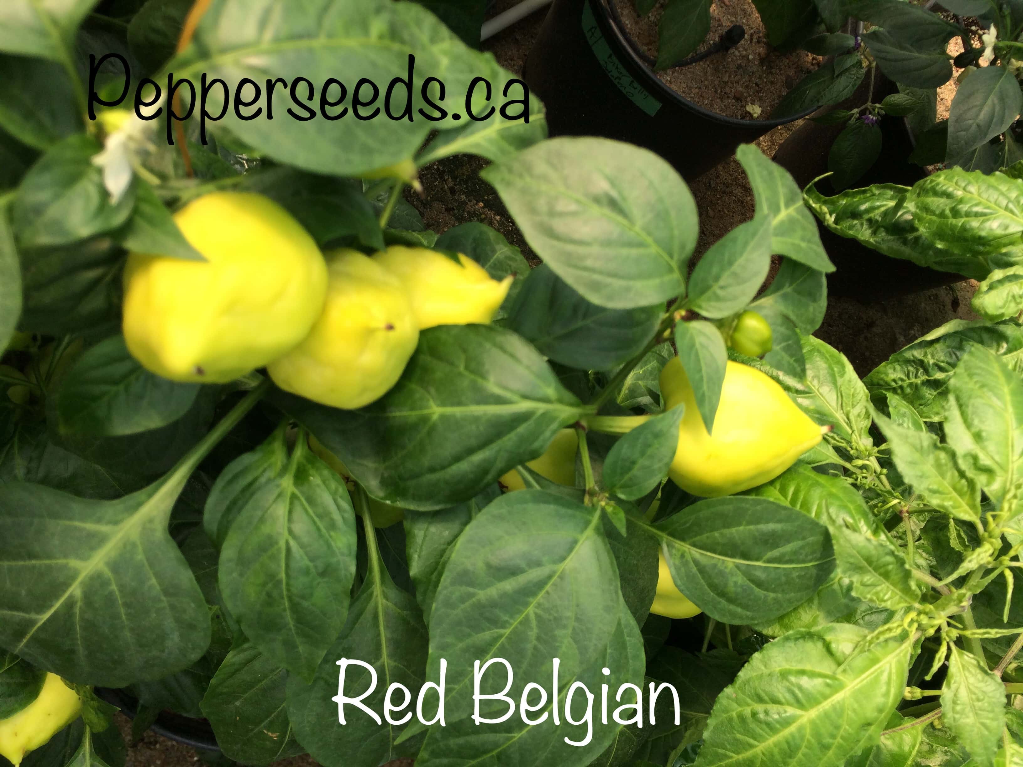 Red Belgium