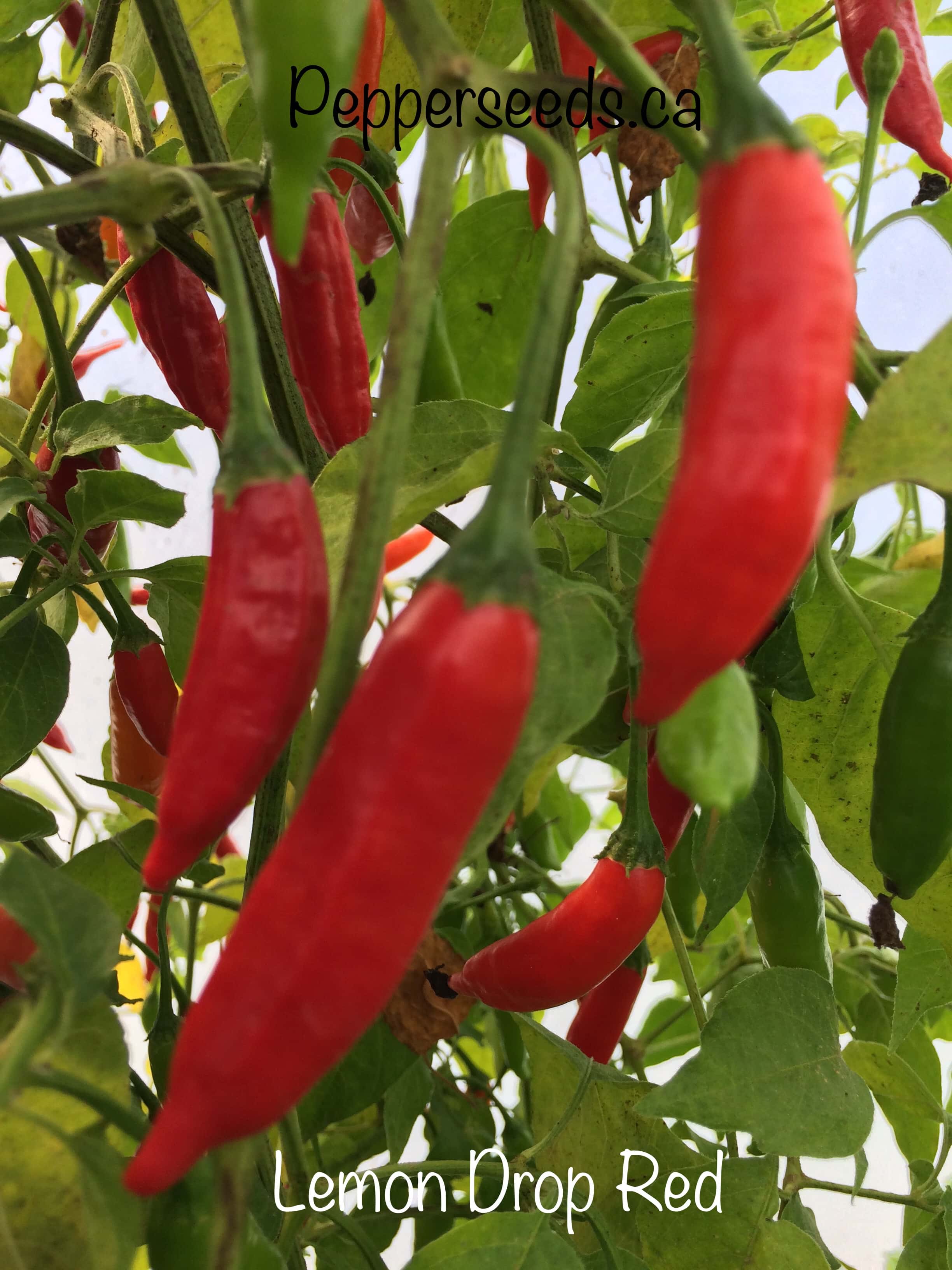 Red Drop
