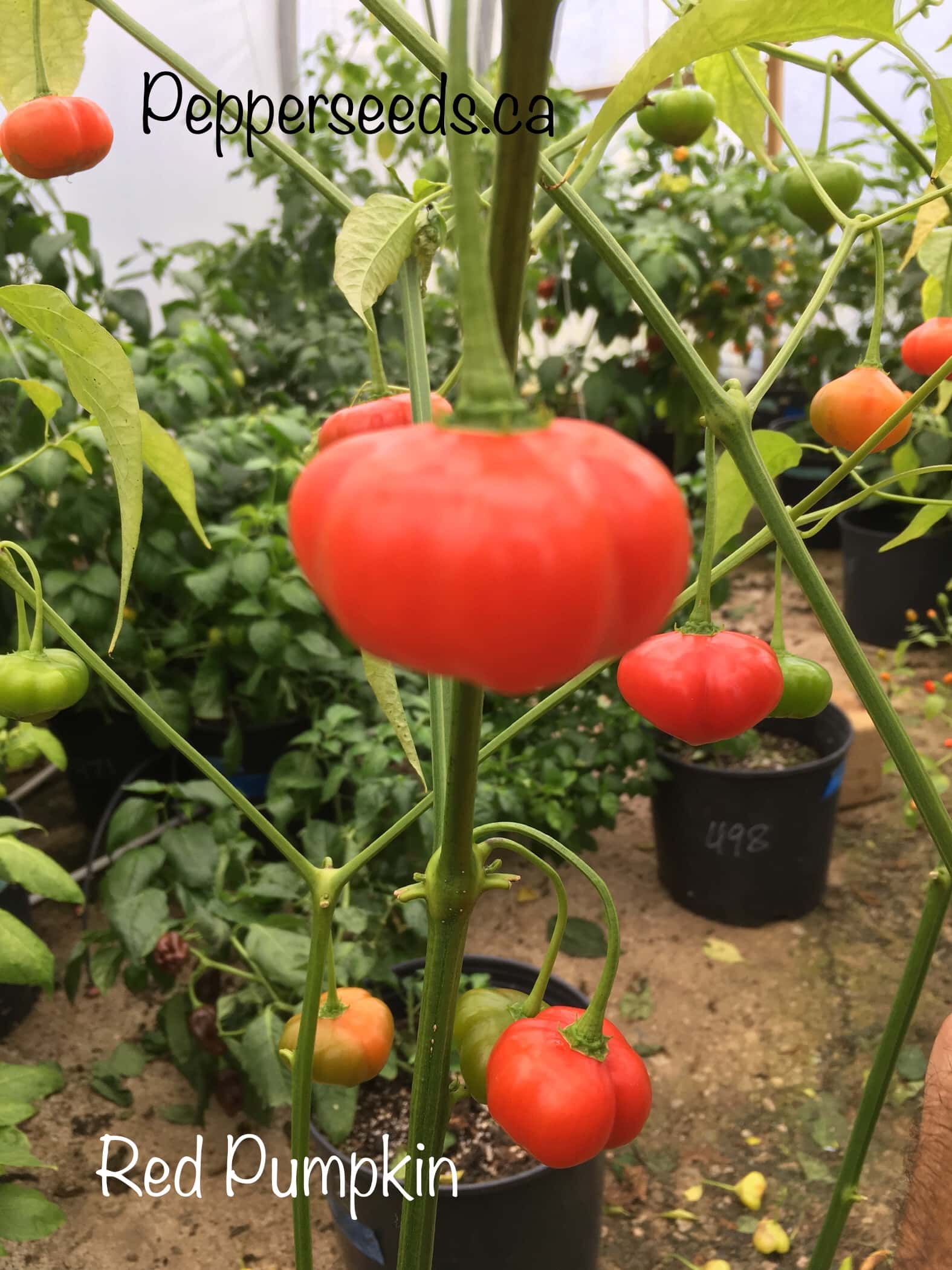 Red Pumpkin