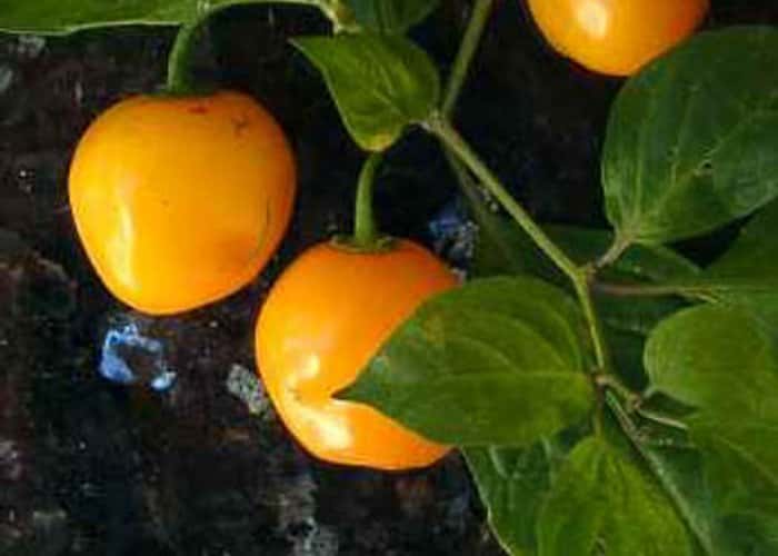 Rocoto Canario