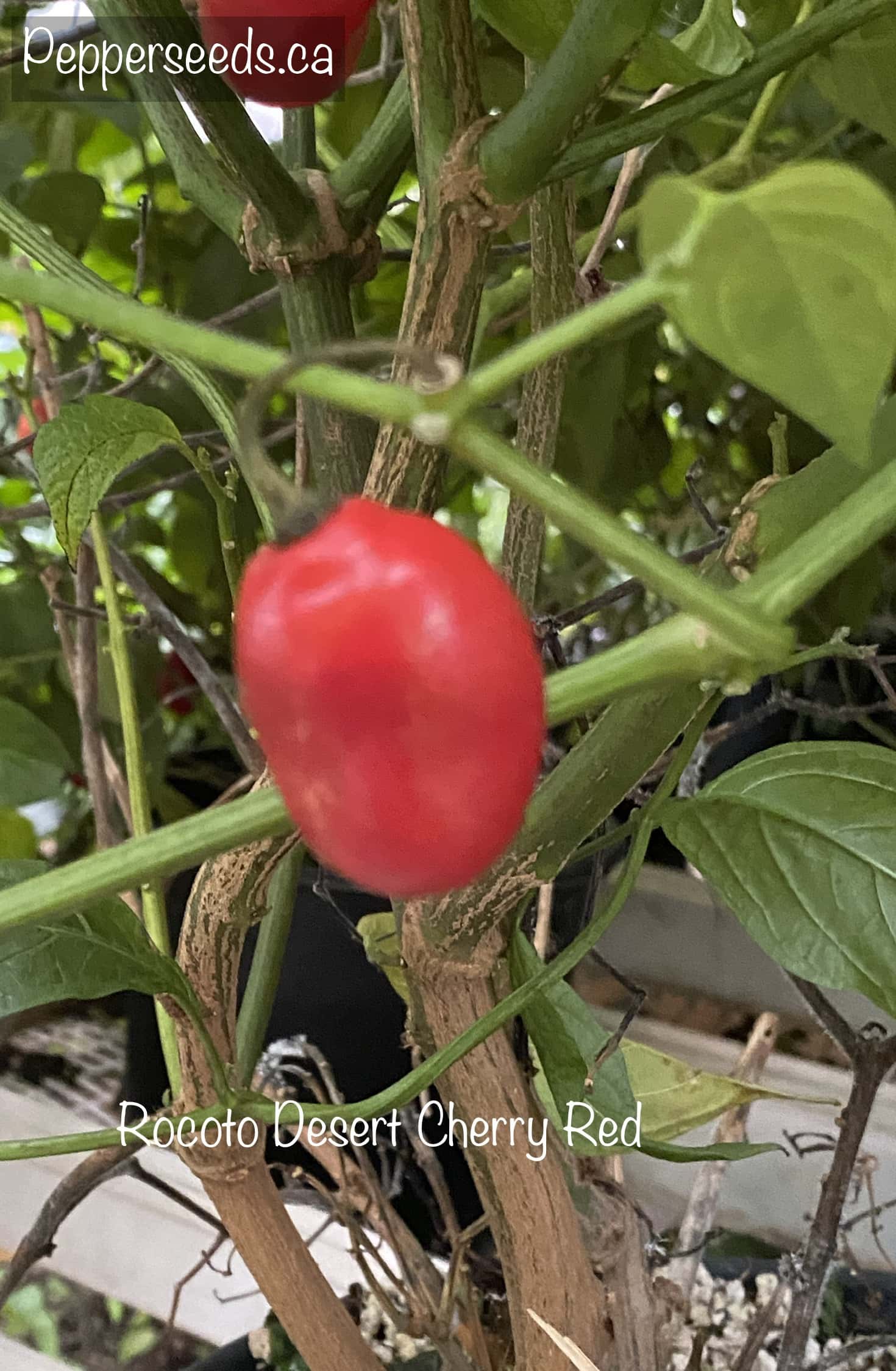 Rocoto Desert Cherry Red