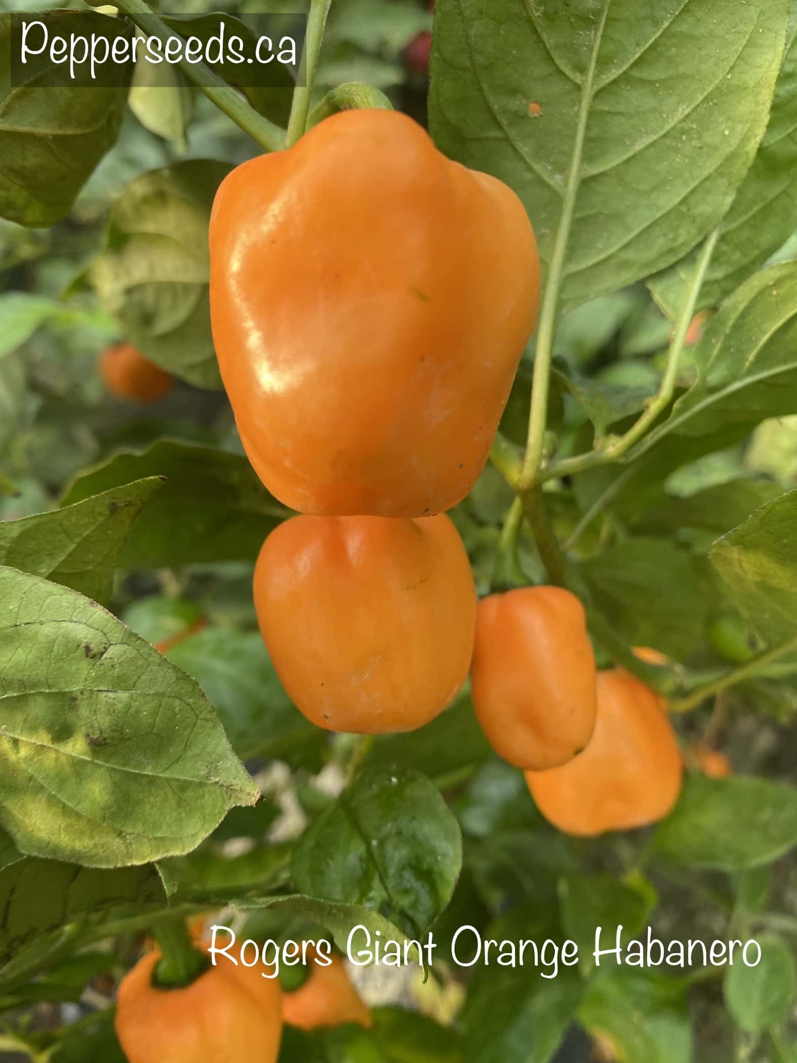 Rogers Giant Orange Habanero