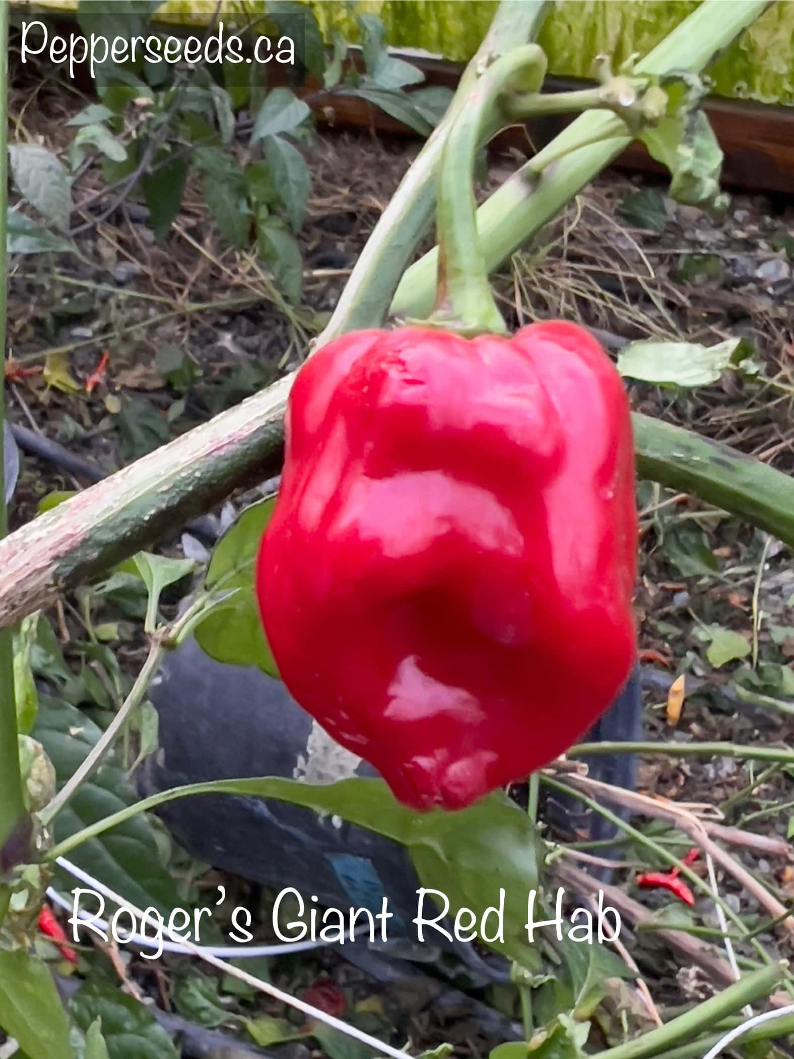 Rogers Giant Red Habanero