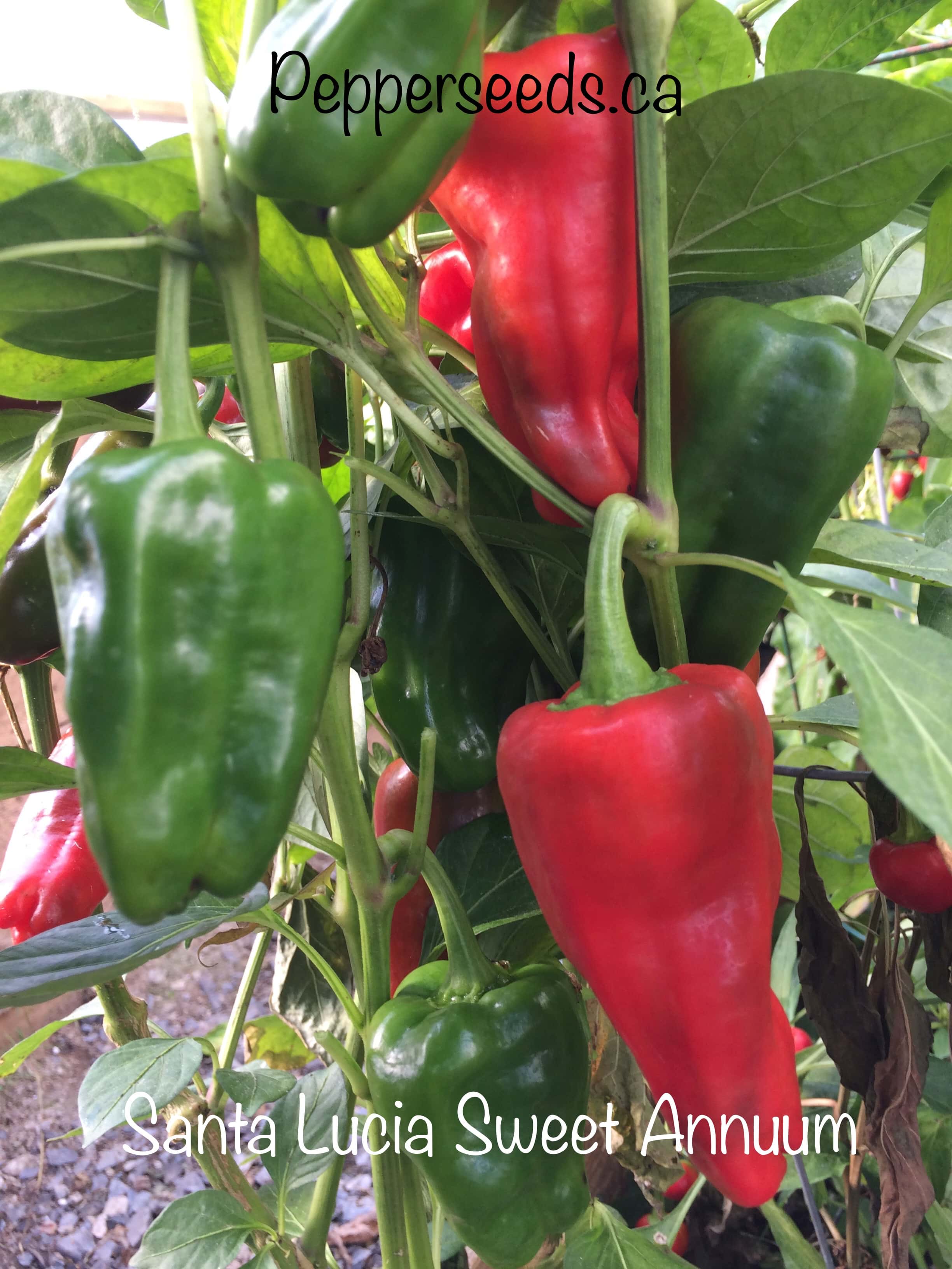 Santa Lucia Sweet Annuum