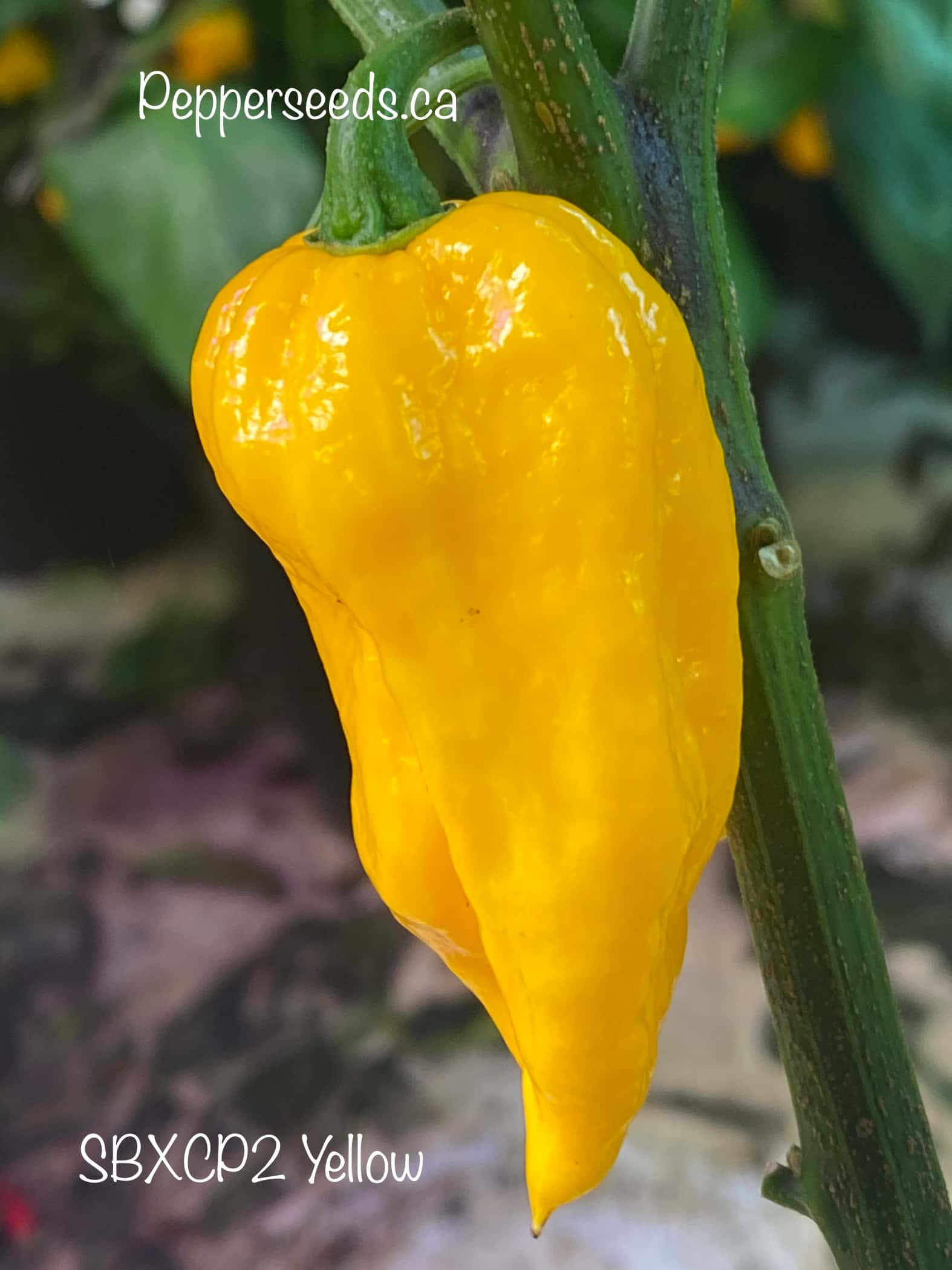 SBXCP2 Yellow
