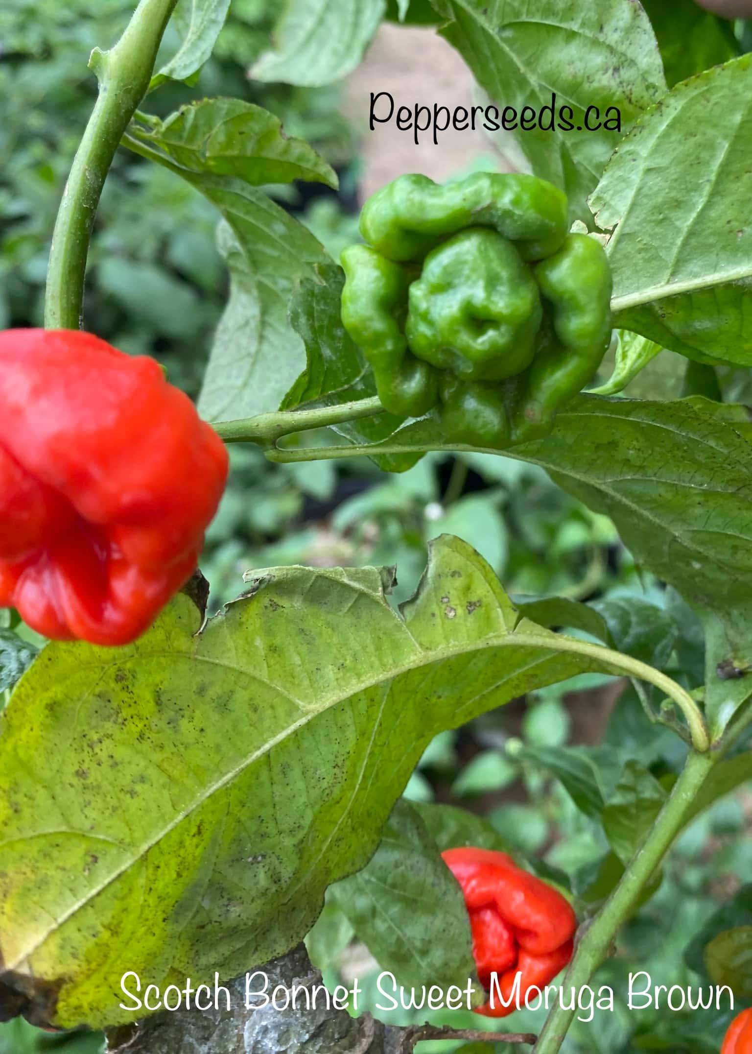 Scotch Bonnet Sweet Moruga Brown