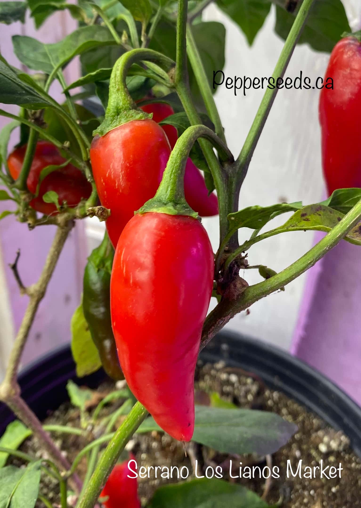 Serrano Los Lianos Market Pepper
