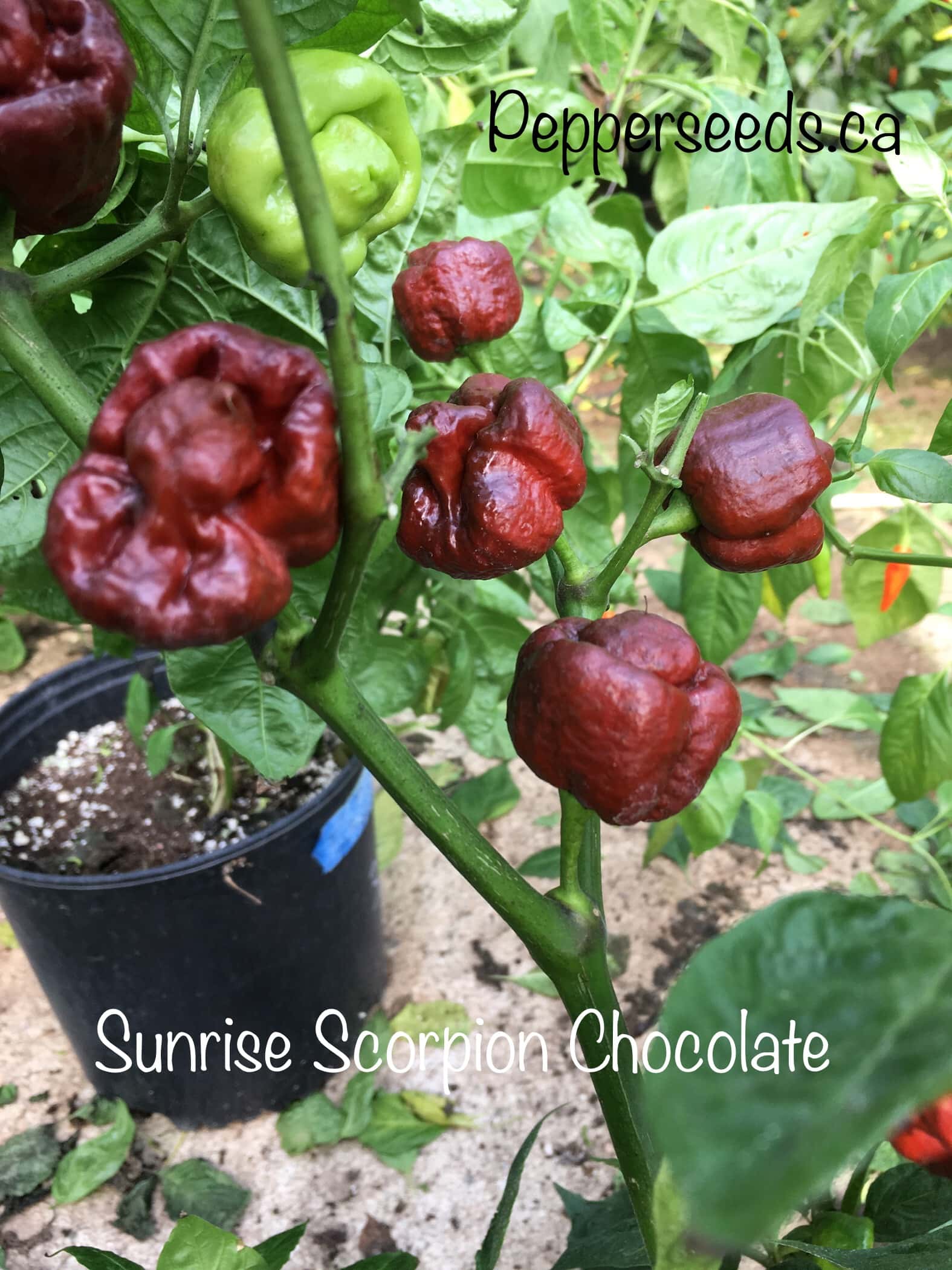 Sunrise Scorpion Chocolate
