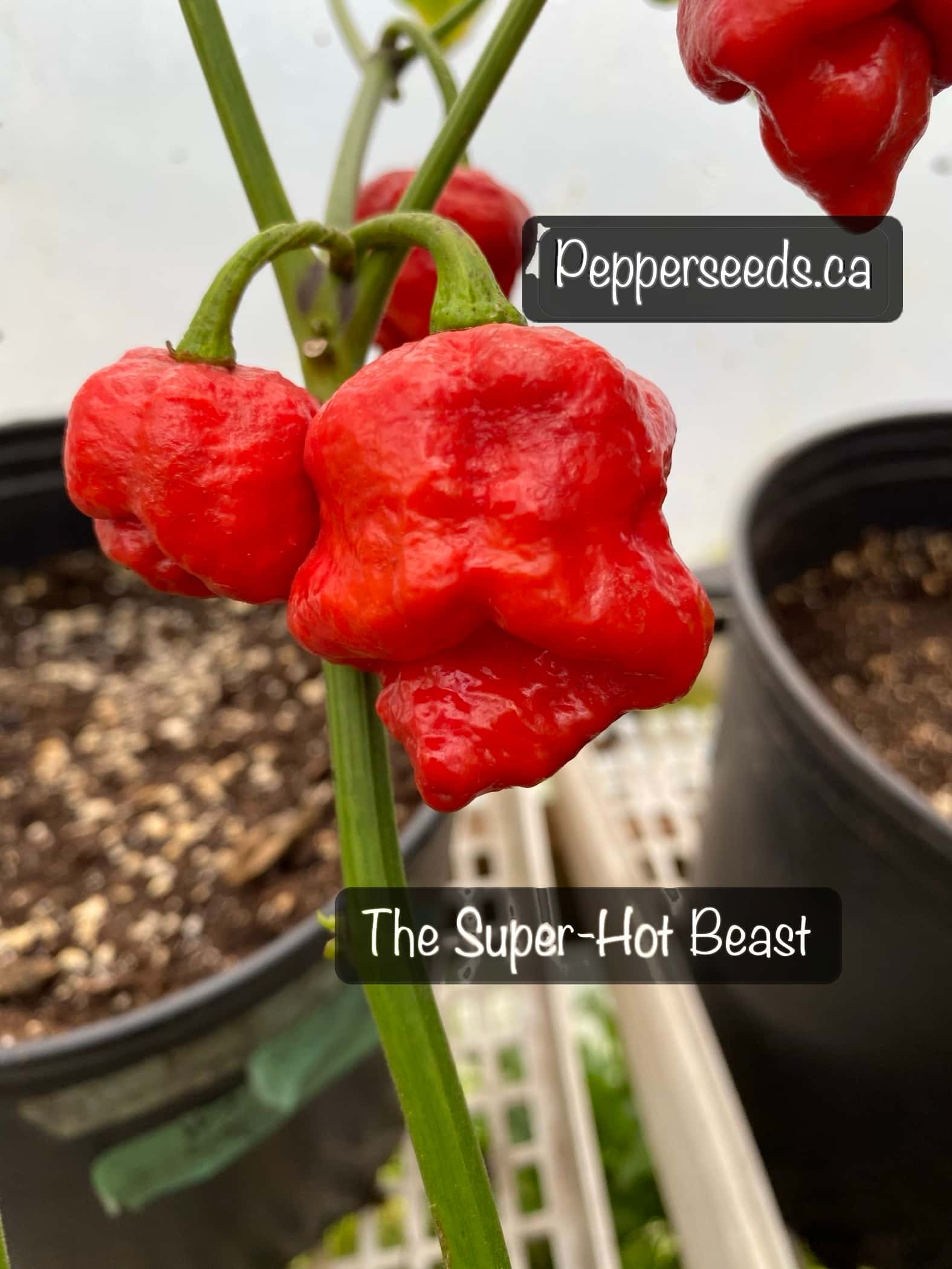 Super Hot Beast
