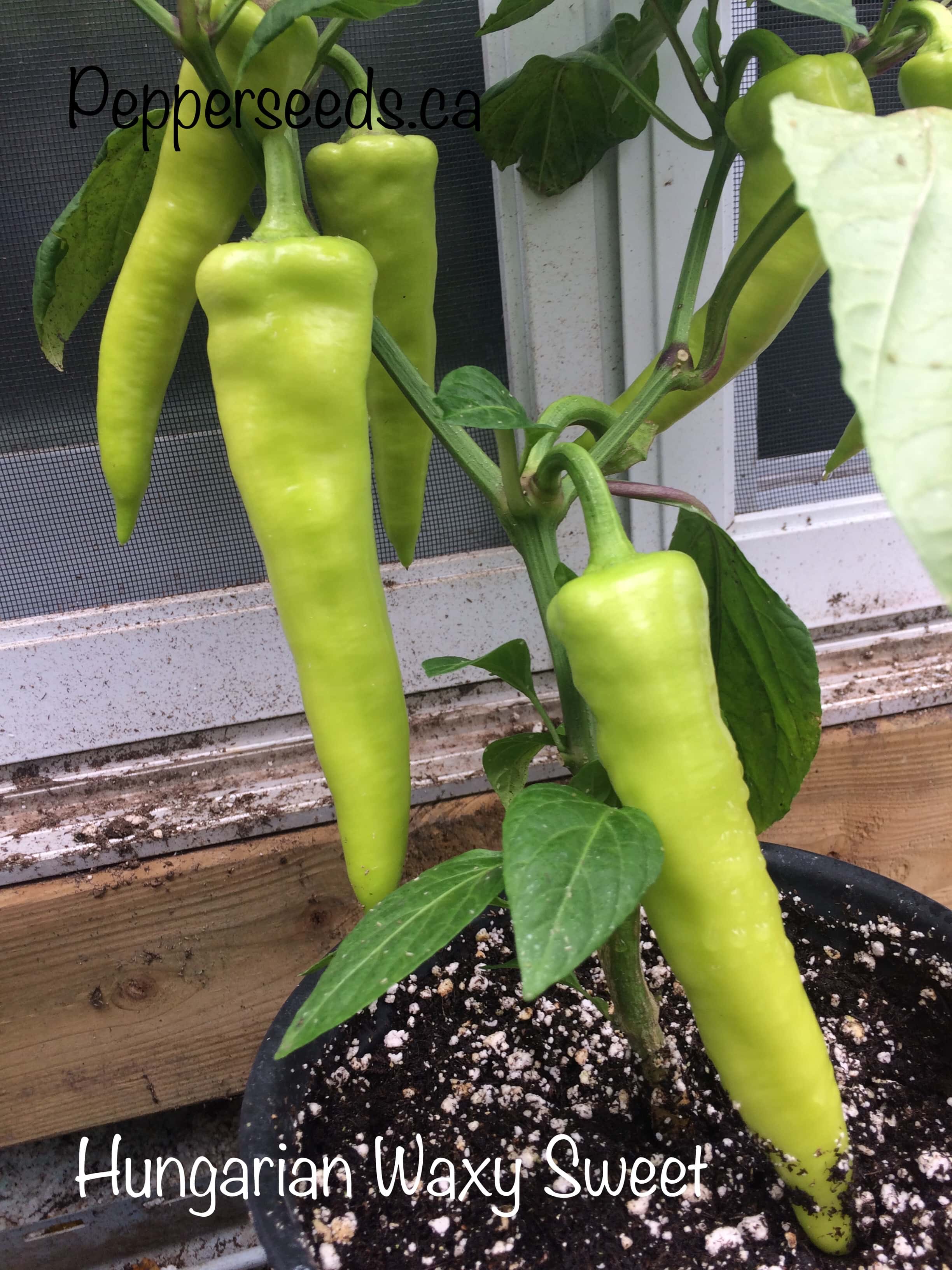 Sweet Hungarian Waxy Yellow