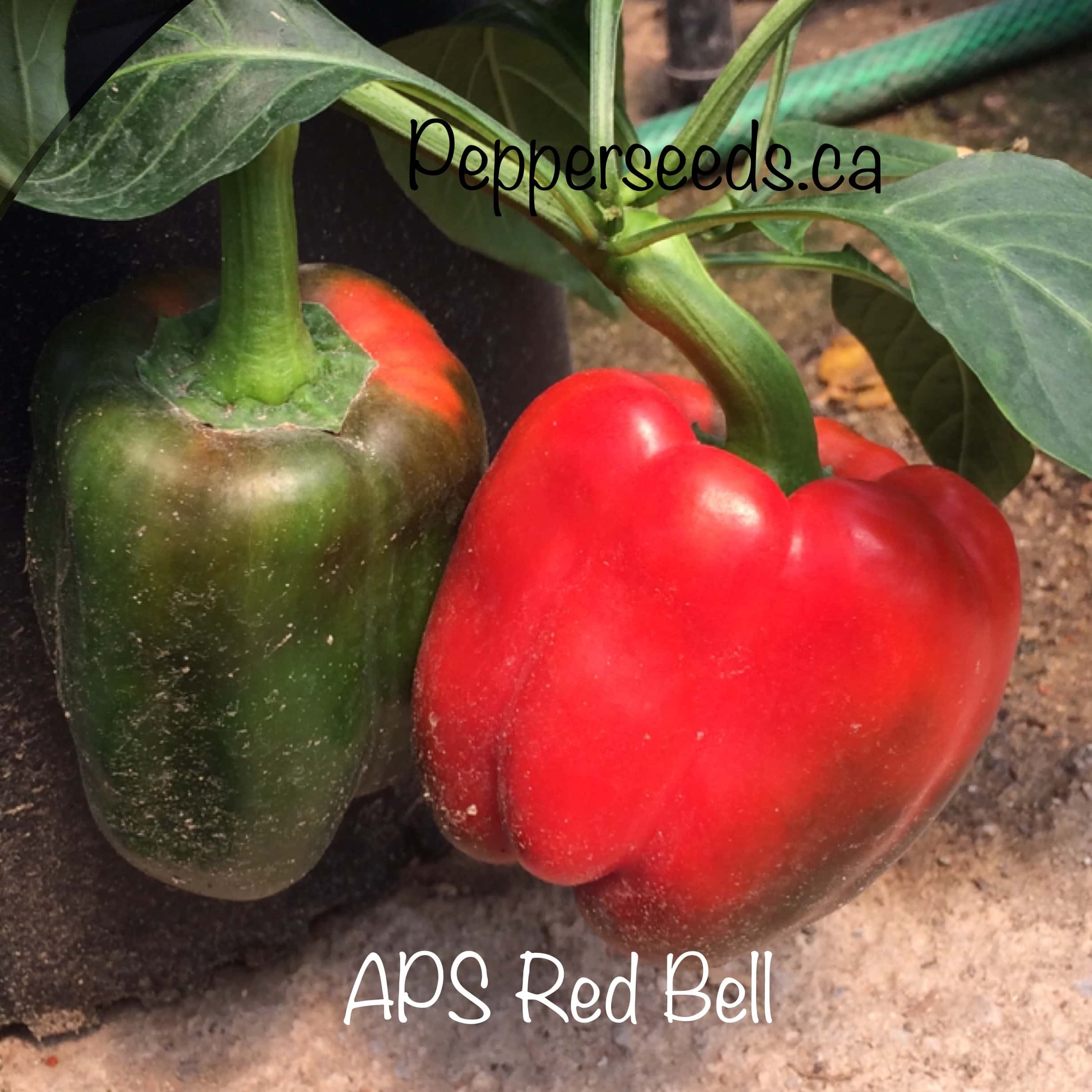 Sweet Red Bell