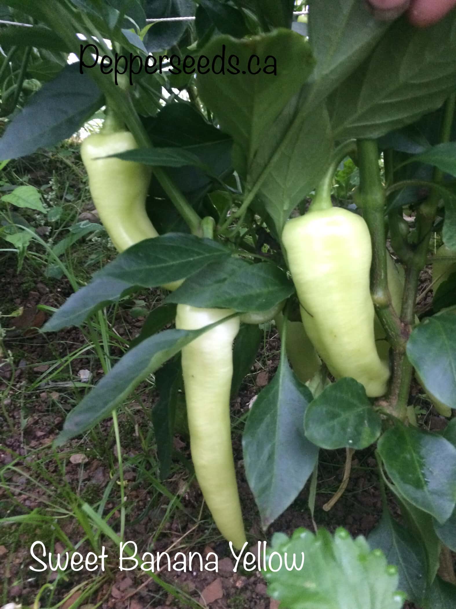 Sweet Yellow Banana