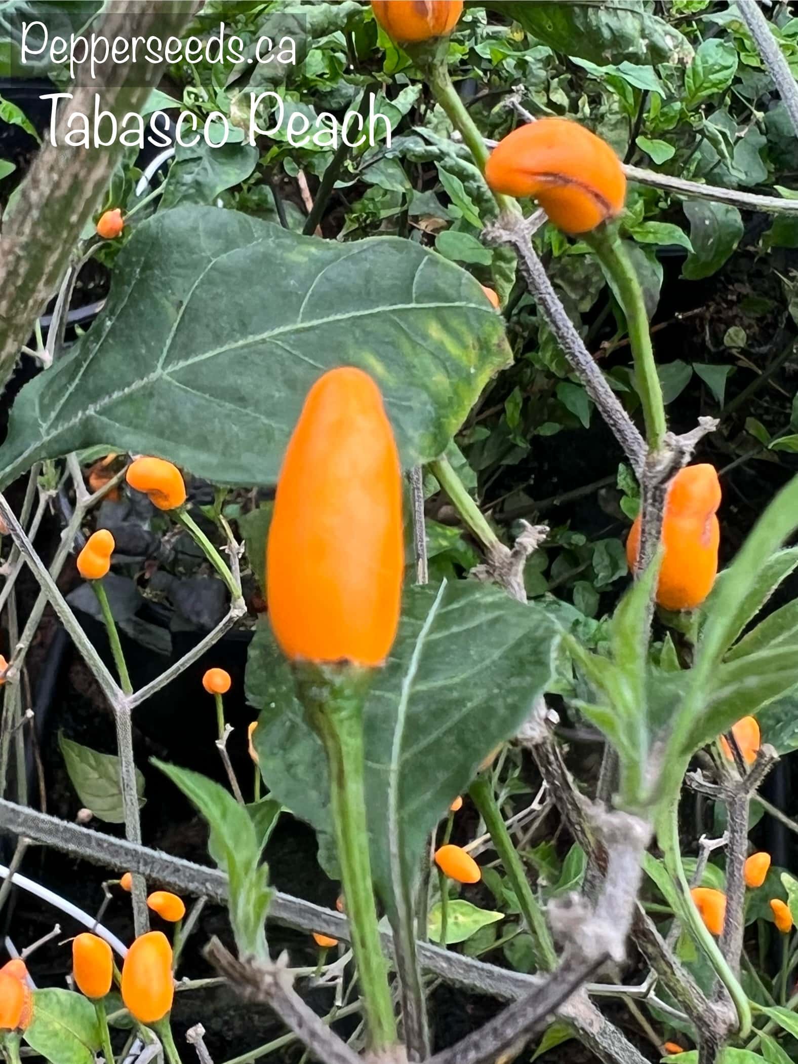 Tabasco Peach