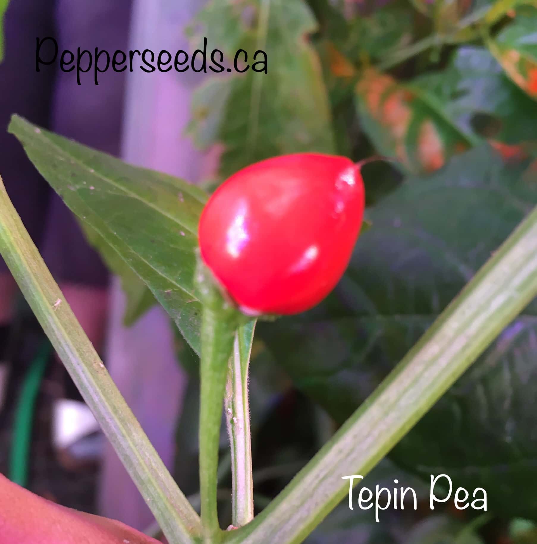 Tepin Pea