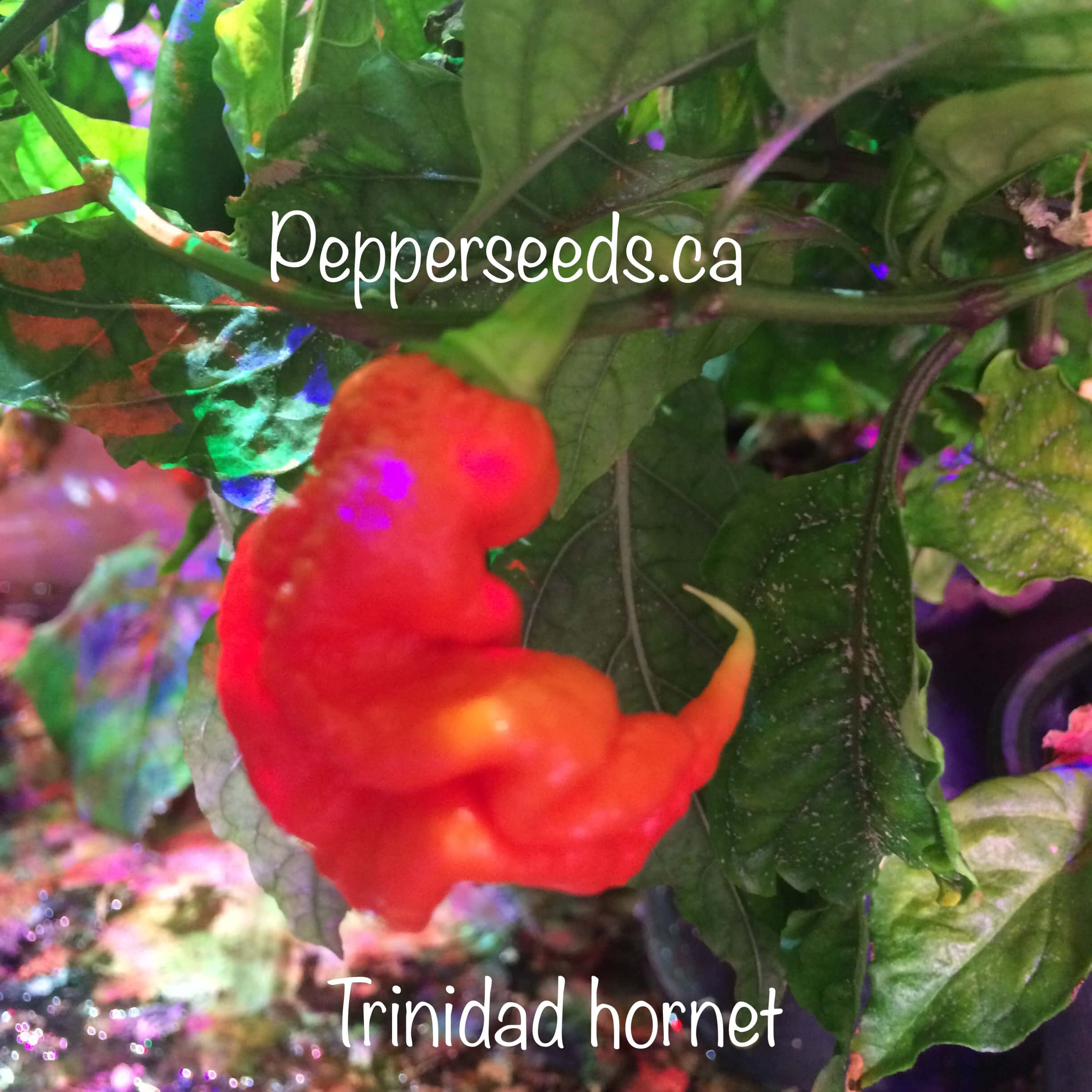 Trinidad Hornet