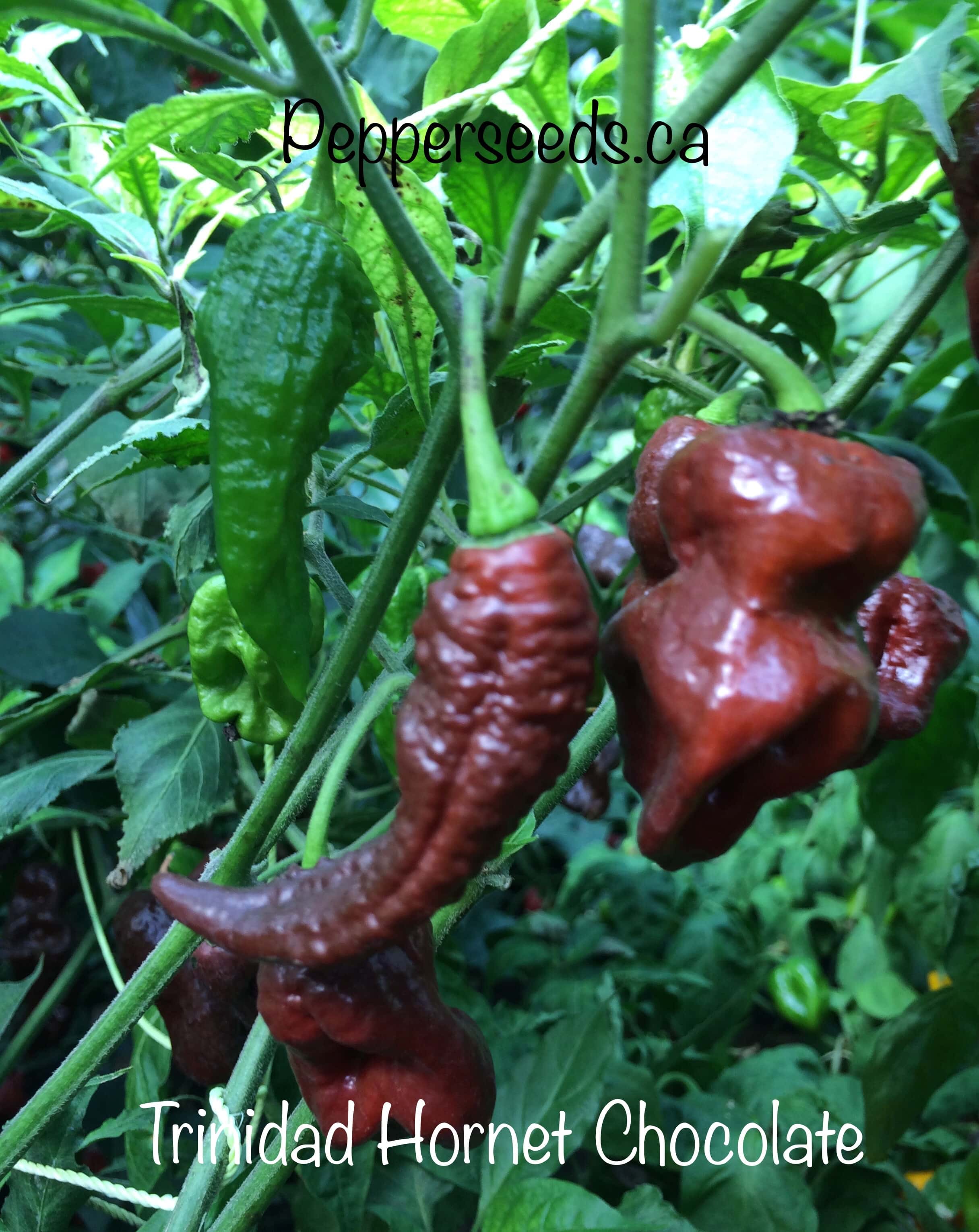 Trinidad Hornet Chocolate
