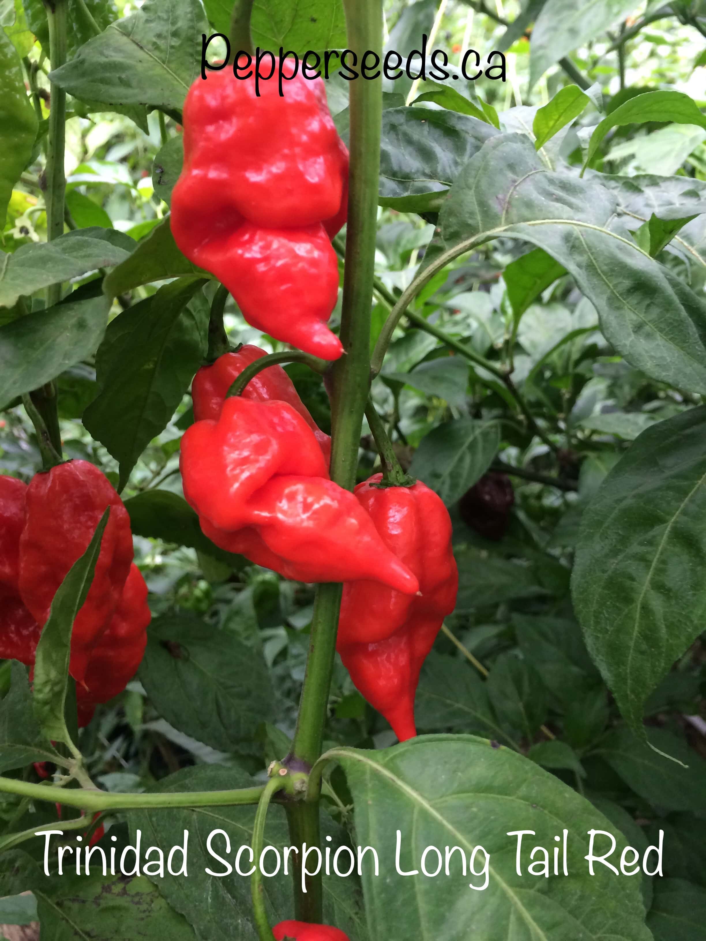 Trinidad Scorpion Red Long Tail