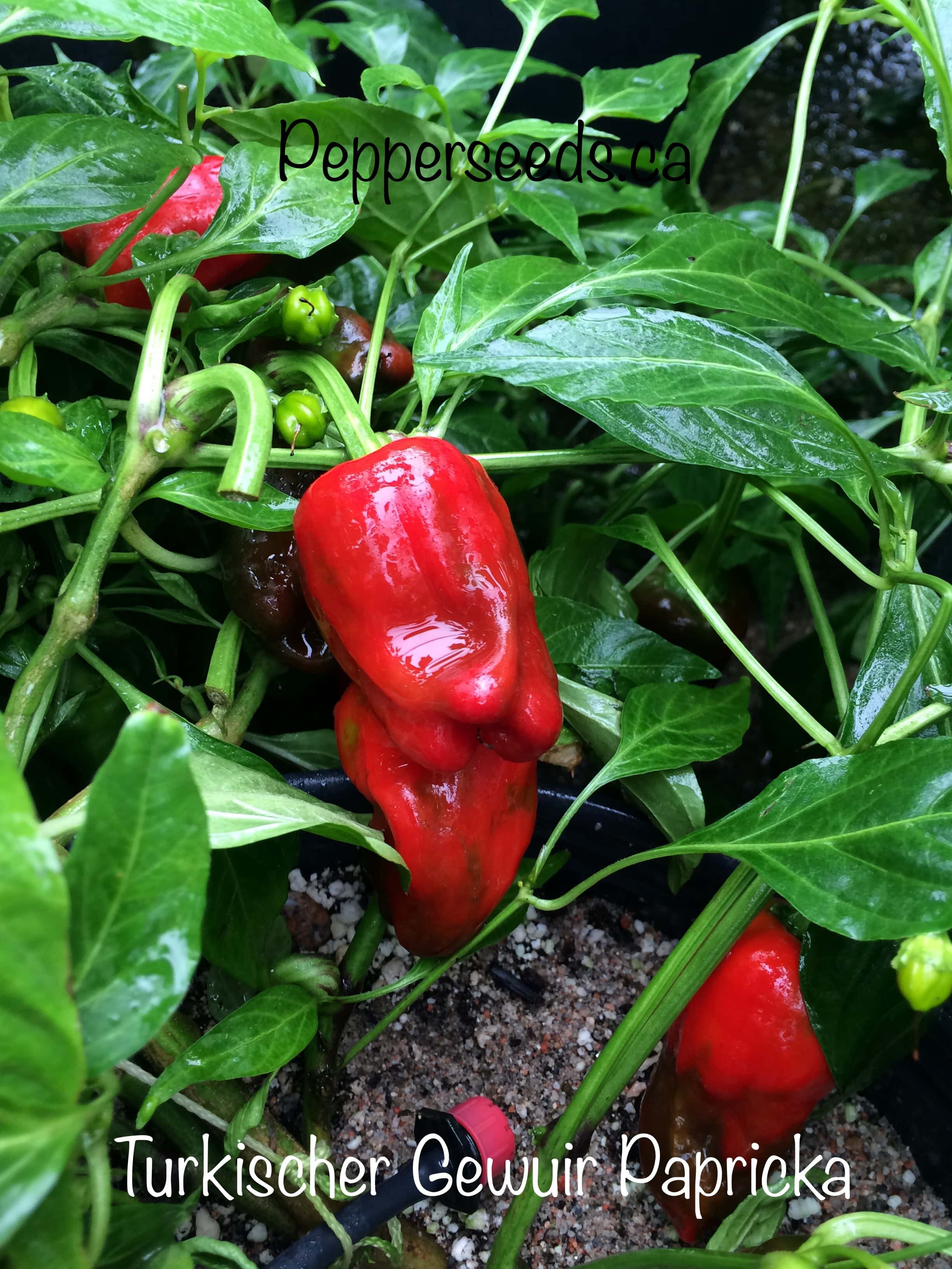 Turkischer Gewuir Paprika