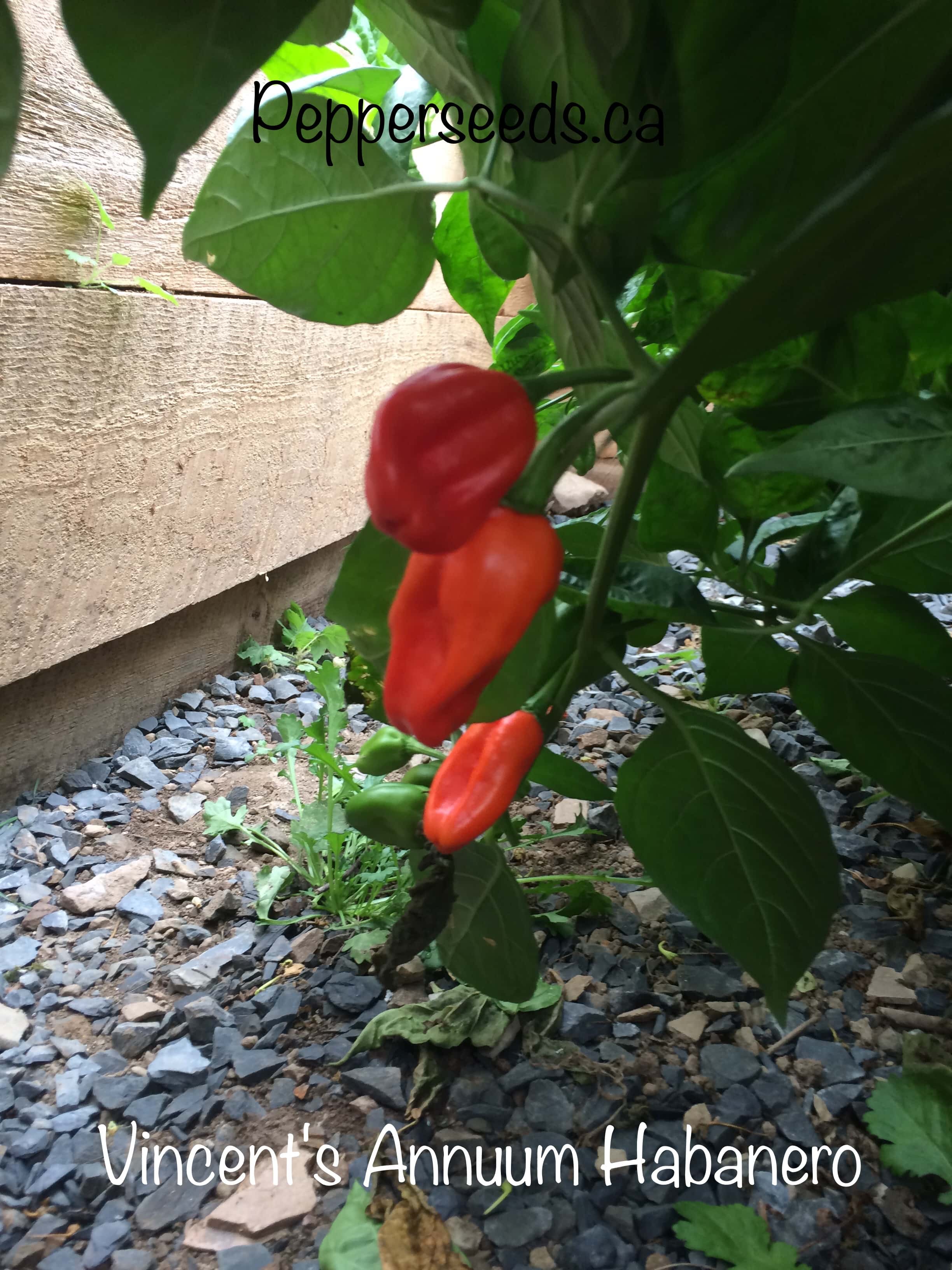 Vincent's Annuum Habanero