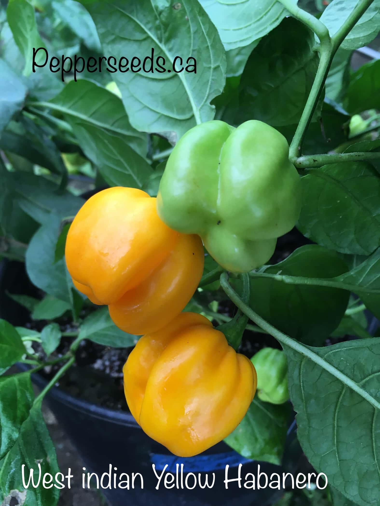 West indian Yellow Habanero