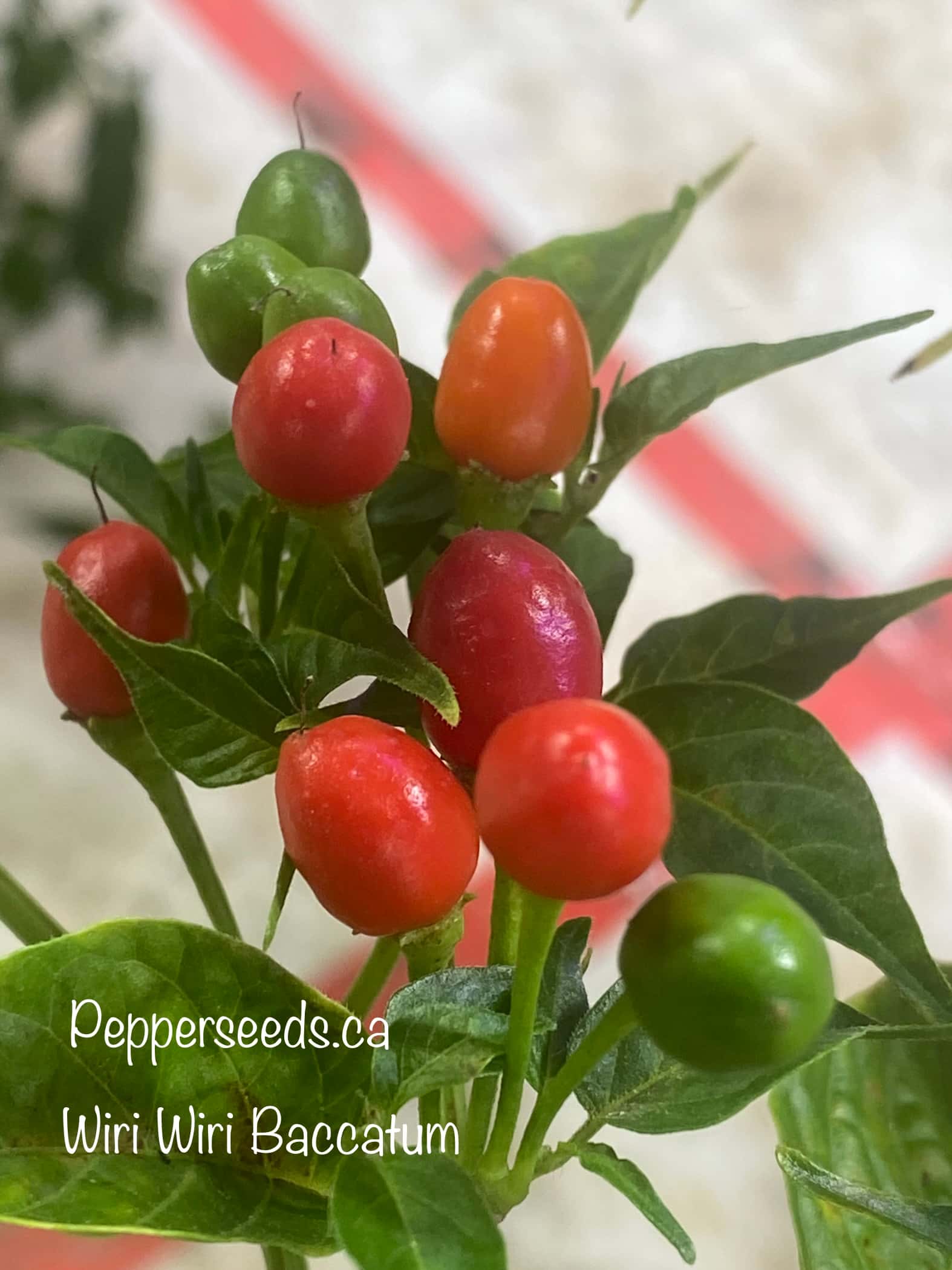 Wiri Wiri C.Baccatum Red