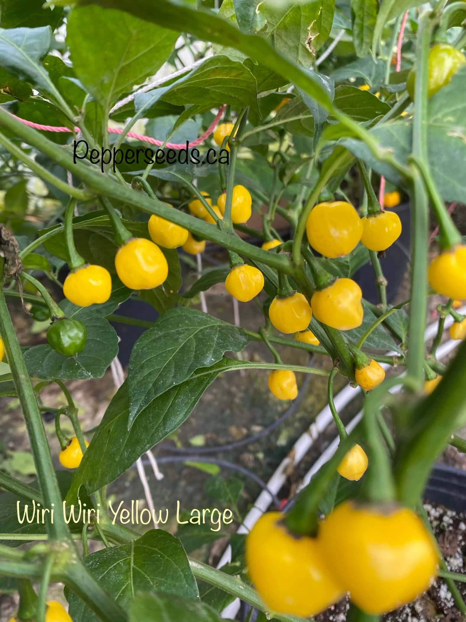 Wiri Wiri Yellow Large