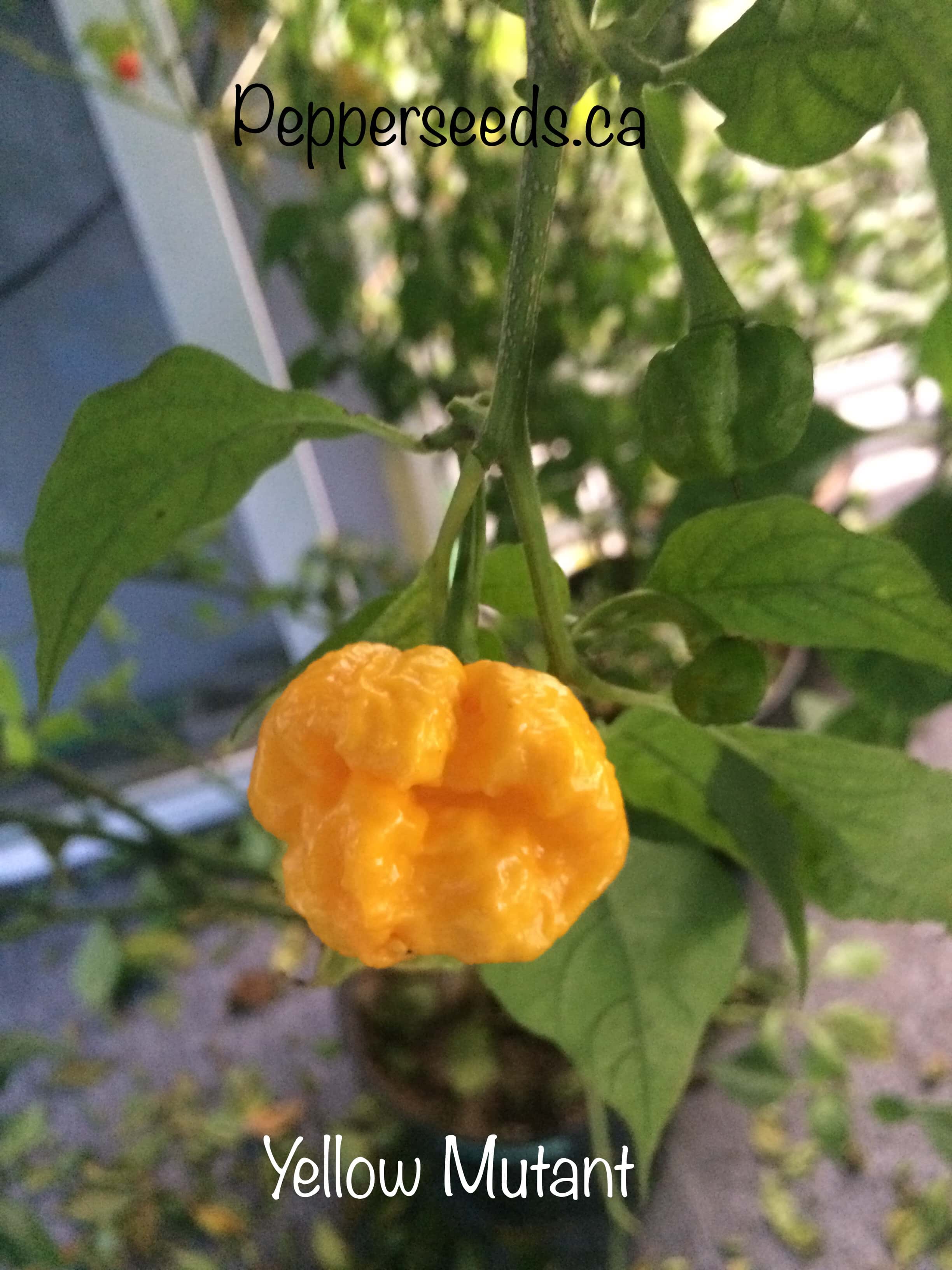 Yellow Mutant