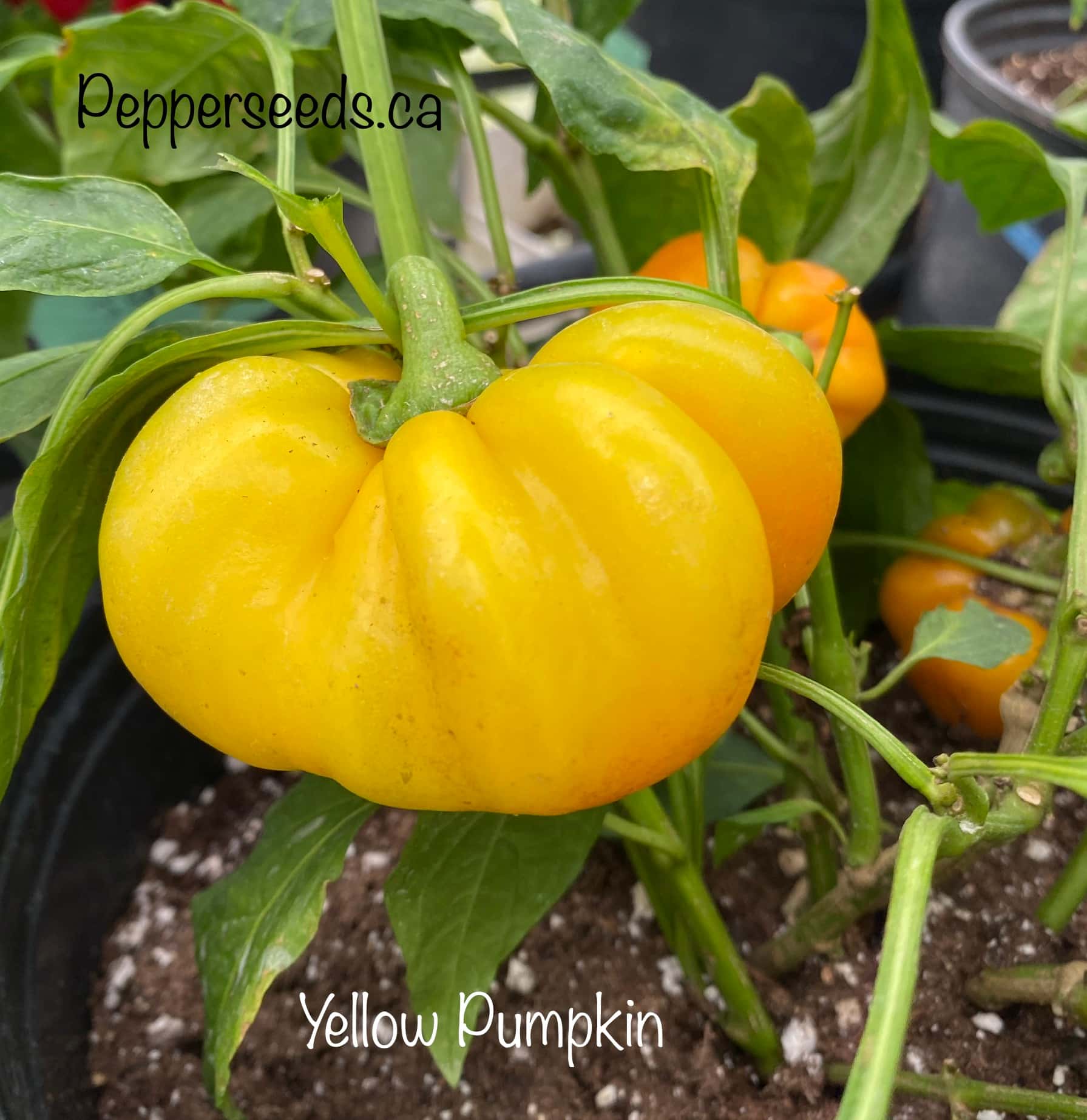 Yellow Pumpkin