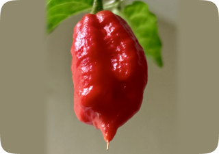 Red Pepper test d